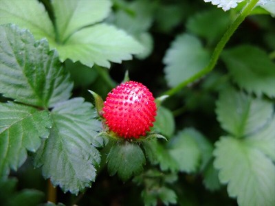 DSCF3402_R