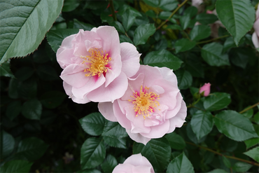 DSC07310_R