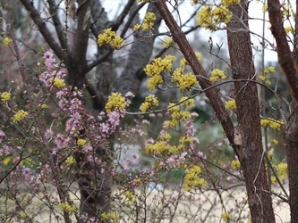 DSCF8700_R