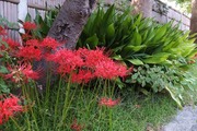 DSCF5772_R