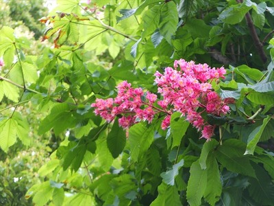 DSCF3132_R