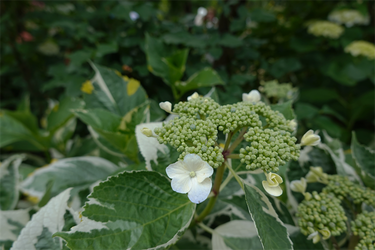 DSC08121_R