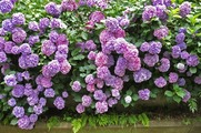 DSCF4591_R