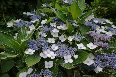 DSC08336_R