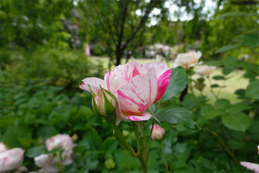 DSC07605_R
