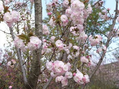 DSCF1818_R