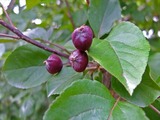 DSCF8005_R