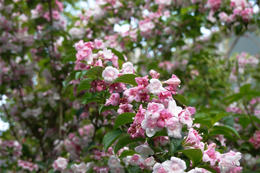 DSC07021_R
