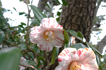 DSC06016_R