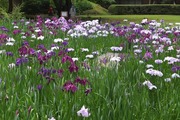 DSCF2952_R