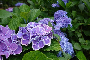 DSC08347