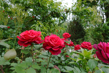 DSC07366_R