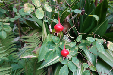 DSC09302_R