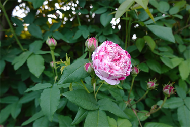 DSC07047_R