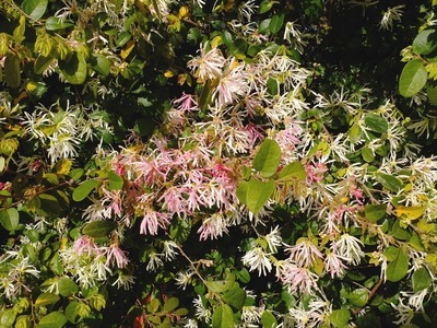 DSCF4938_R