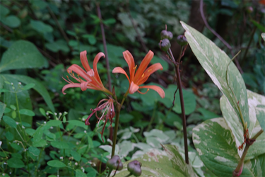 DSC08905_R