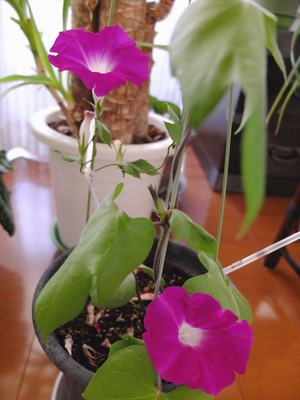 DSCF6564_R