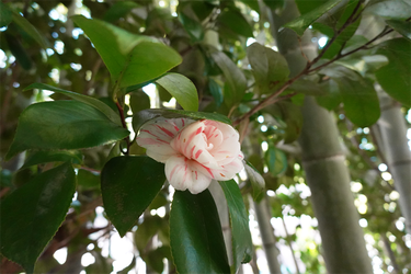 DSC00397_R