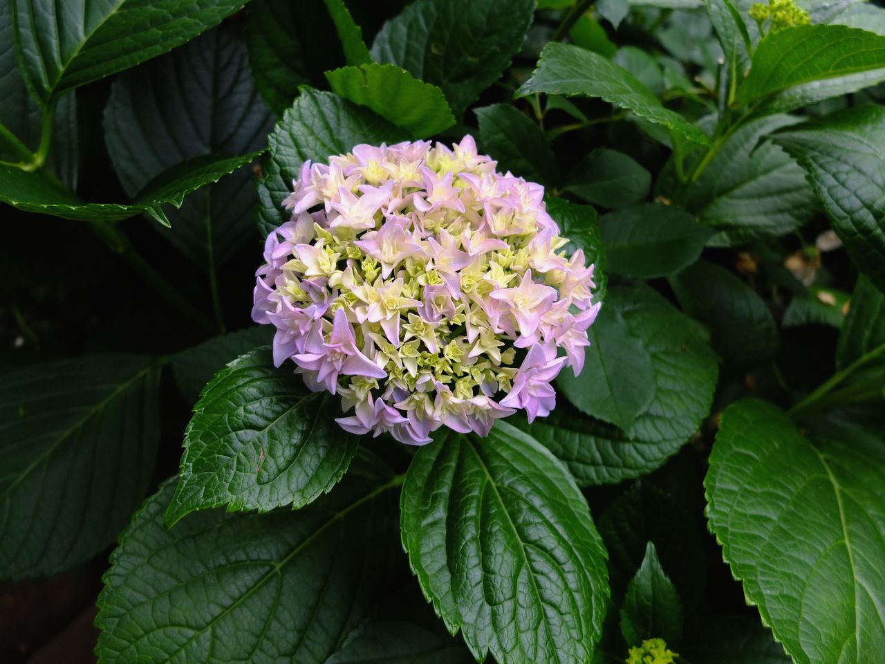 藍川京 の部屋 横浜イングリッシュガーデン 和傘と陽花 Livedoor Blog ブログ 藍川京 の部屋 横浜イングリッシュガーデン 和傘と陽花 Livedoor Blog ブログ