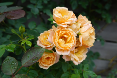 DSC08618_R