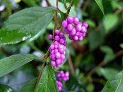 DSCF9742_R