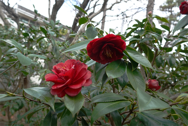 DSC06131_R