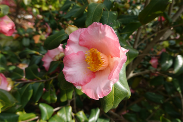 DSC06063_R