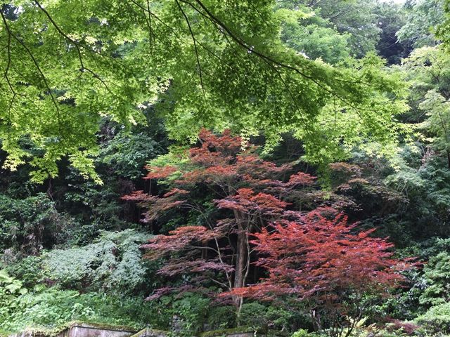 藍川京 の部屋 北鎌倉 東慶寺 金仏や紫陽花 姫沙羅と沙羅 夏椿 Livedoor Blog ブログ