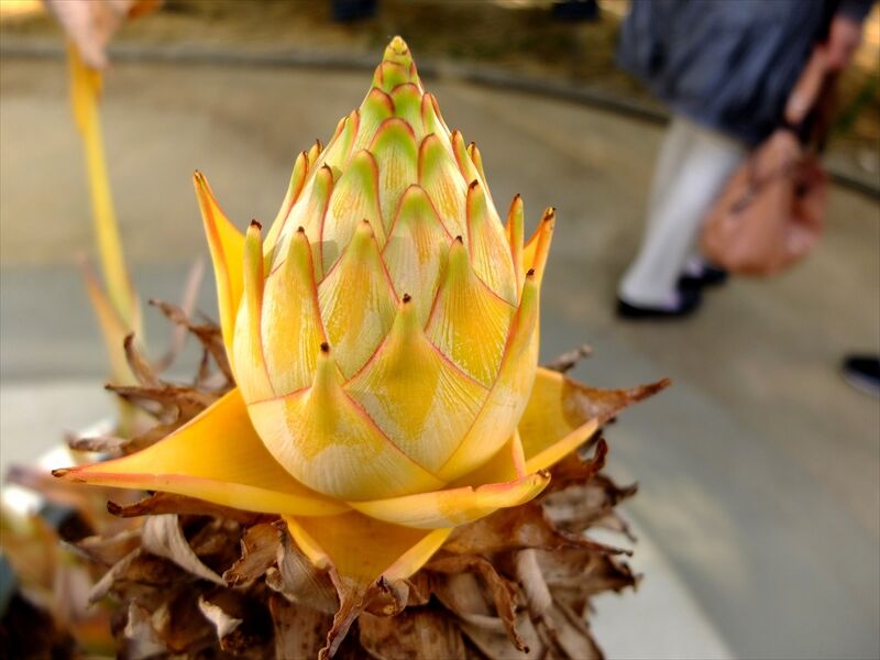 藍川京 の部屋 大船フラワーセンター 温室の花 チュウキンレンなど Livedoor Blog ブログ