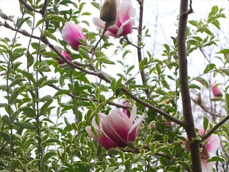 DSCF8687_R