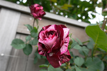 DSC06942_R