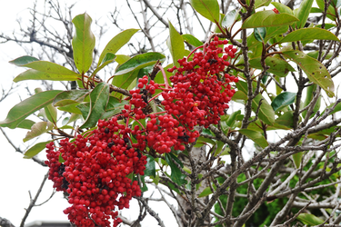 DSC08984_R