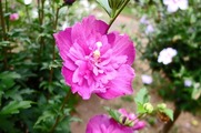DSCF3851_R