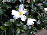 DSCF4721_R
