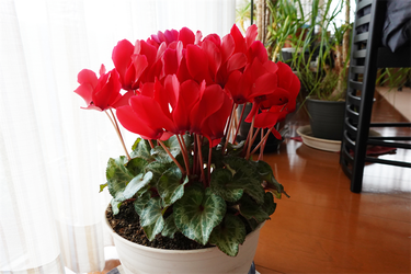 DSC06698_R