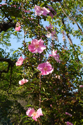 DSC06769_R