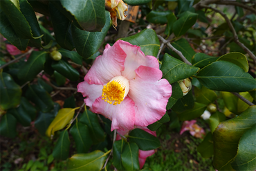 DSC06062_R