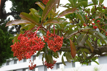 DSC08983_R