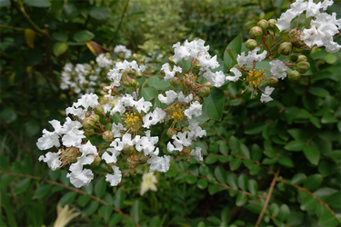 DSC08463_R