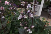 DSCF2052_R