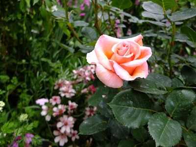 DSCF2560_R