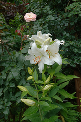 DSC08536_R