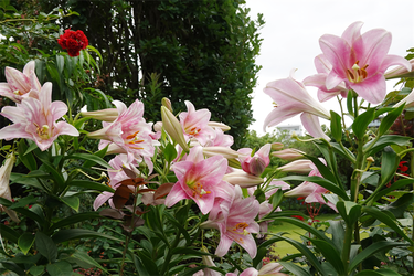 DSC08323_R