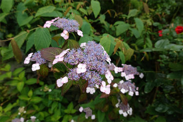DSC08105_R
