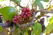DSCF6204_R
