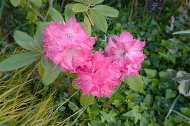 DSC06817_R
