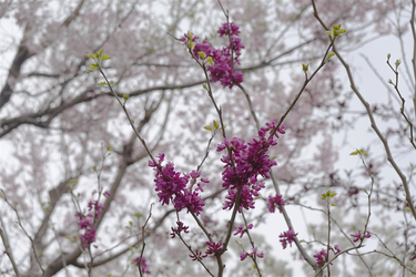 DSC06532_R