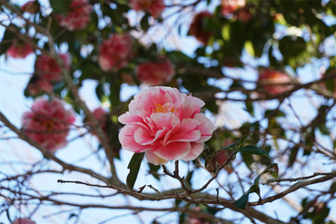 DSC06286_R