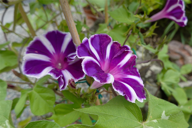 DSC09101_R