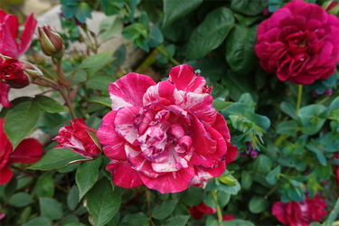 DSC07479_R